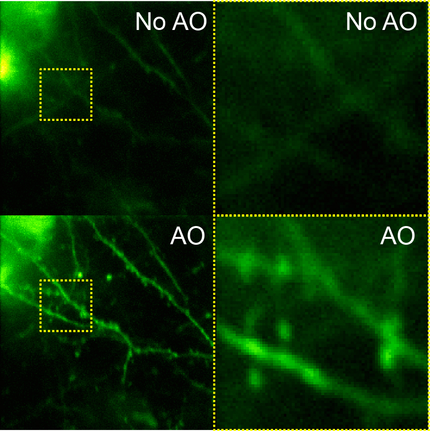 Layer 5 dendritic spines imaged without and with adaptive optical correction