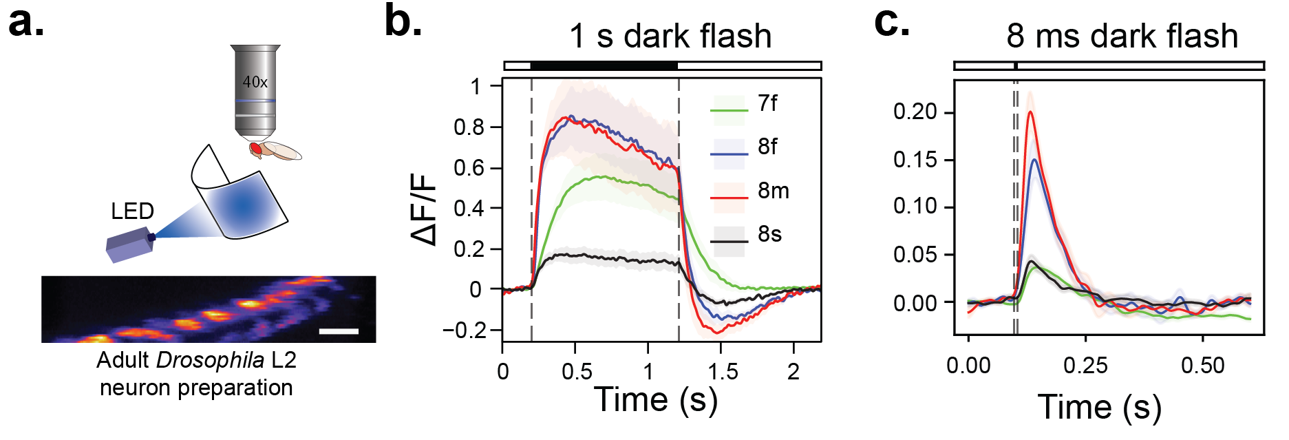 Fast and sensitive GCaMP calcium indicators for imaging neural