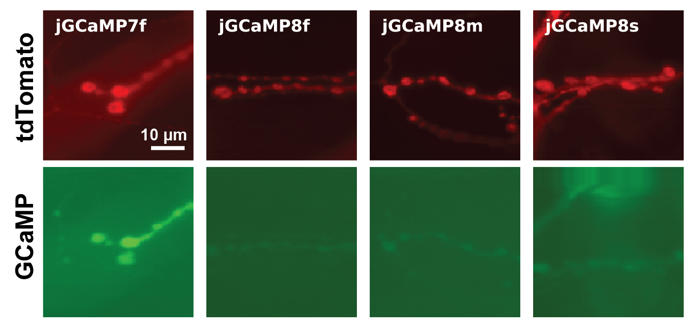 Fast and sensitive GCaMP calcium indicators for imaging neural