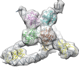 Holliday Junction, a protein complex that aids in genetic recombination.