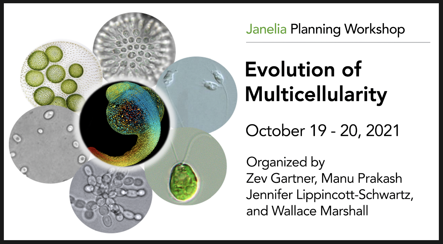 Evolution of Multicellularity