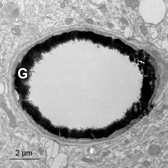 Transmission electron micrograph of the glycocalyx (G) of a mouse capillary, stained with lanthanum nitrate.