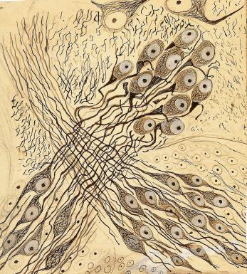 Image result for Cajal